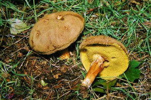 Fluweelboleet Boletus subtomentosus